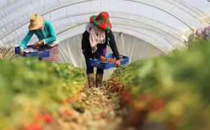 اليد العاملة المغربية تتصدر حقول هويلفا الإسبانية هذا الموسم