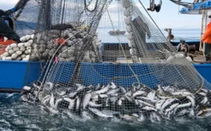 فالنسيا تتهم مدريد: استيراد السمك من المغرب يهدد الصيادين الإسبان