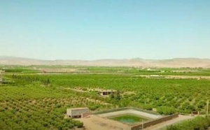 أمطار الخير تنعش مزارع الناظور وبركان: زيادة قياسية في التساقطات بنسبة 264% بمدار ملوية