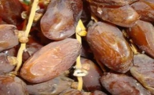 15 ألف طن عالقة في الميناء.. تمور تونس في مأزق بسبب قيود مغربية صارمة