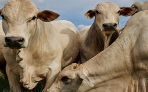 المغرب ضمن أكبر 5 مستوردين للأبقار البرازيلية وسط طفرة عالمية للمصدر اللاتيني