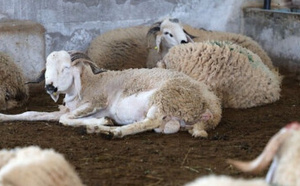 هل تؤثر الفيضانات على سوق المواشي قبيل أشهر من عيد الأضحى؟