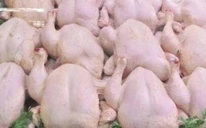 أسعار الدجاج تعود للارتفاع مجددا قبيل رمضان