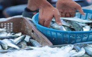 لأول مرة بهذا المستوى: أسعار السردين تشتعل في الأسواق الوطنية