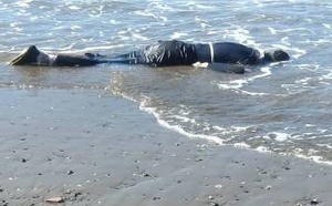 مآسي "الهجرة " تتواصل.. سواحل الدريوش تلفظ جثة جزائري واستنفار أمني بشاطئ "الحرش"