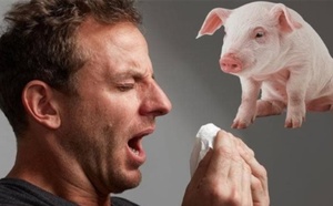 إسبانيا تُخطر الصحة العالمية بحالة انتقال محتملة لإنفلونزا الخنازير