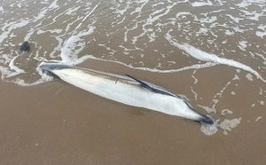 شاهدوا.. دلفين نافق يلفظه بحر رأس الماء.. ظاهرة تتجدد بسواحل الناظور