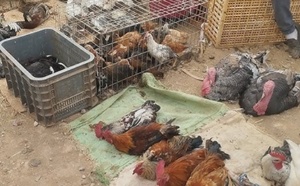 حظر بيع المواشي وذبح الدجاج بسوق أزغنغان يحرك مطالب بتوفير بدائل مهيكلة