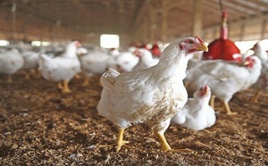 منع ذبح الدجاج والديك الرومي بسوق أركمان يثير جدلا واسعا