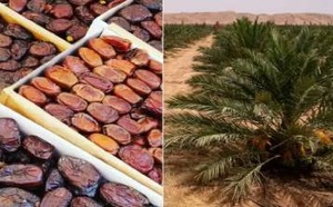 المغرب يستهلك أكثر من 200 ألف طن من التمور سنويا.. وهذا موعد تحقيق الاكتفاء الذاتي