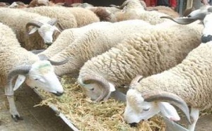 "تضليل ممنهج".. جمعيات حماية المستهلك تفكك "أساطير" غلاء كبش العيد وتهاجم "الوسطاء"