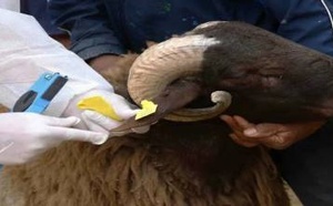 فرص عمل مؤقتة قبل عيد الأضحى 2026.. “أنوك” تفتح باب الترشح لمراقبة وترقيم الأضاحي