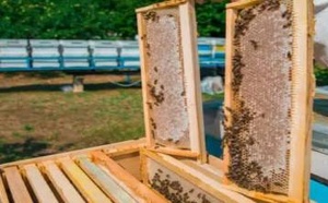 برنامج "إحياء" يضخ ملايين الدراهم لدعم "مربي النحل" بجهة الشرق