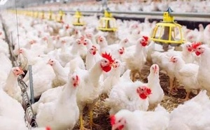 ارتفاع مفاجئ في أسعار الدجاج بالمغرب تزامنا مع “العواشر” واقتراب عيد الفطر