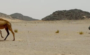 واشنطن تعلن مراجعة استراتيجية لبعثة “مينورسو” في الصحراء المغربية قبل اجتماع مجلس الأمن