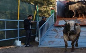 "هدنة" مرتقبة في أسعار اللحوم الحمراء بالمغرب بفضل دخول 40 ألف رأس من الأبقار