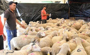 وزارة الفلاحة تطلق عملية مراقبة إناث الأغنام لتعزيز استدامة القطيع