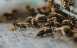 لسعات نحل تنهي حياة فلاح شاب ضواحي الصويرة