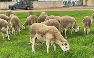 الفلاحون يطمئنون المغاربة: أضاحي العيد وفيرة والأسعار مستقرة