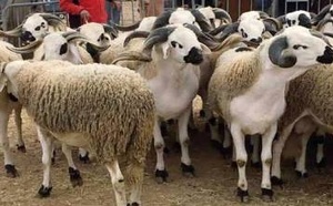قبل عيد الأضحى.. هذه توقعات أسعار الأغنام واللحوم الحمراء في المغرب