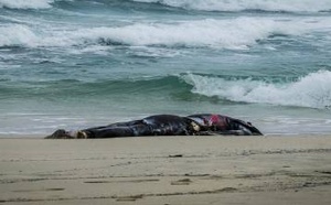 الناظور: العثور على جثة شاب مجهول الهوية بـ "شاطئ ميامي" ببني أنصار ونقلها للمستشفى الإقليمي