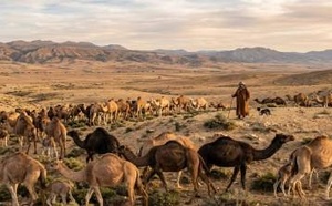 توقيف رعاة رحل بعد حادثة تعنيف خطيرة لعون سلطة