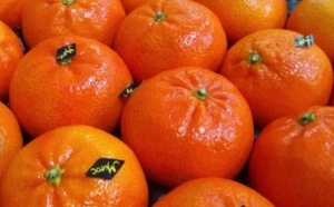 منع شحنة كليمنتين مغربي من دخول روسيا بسبب حشرة خطيرة تهدد الزراعة