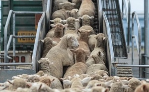 شحنات أغنام إسبانية تصل المغرب قبل عيد الأضحى.. هل تنجح في خفض الأسعار؟