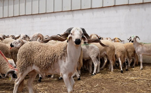 سوق زايو.. أحد أبرز أسواق الشرق يسجل تراجعا ملحوظا في أسعار الأغنام قبيل عيد الأضحى