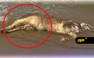 شاطئ راس الماء بالناظور يلفظ جثة جاموس نافق ومطالب بتدخل السلطات