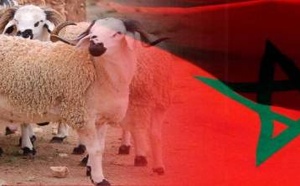 فلكيا.. هذا هو الموعد المرتقب لعيد الأضحى 2026 في المغرب