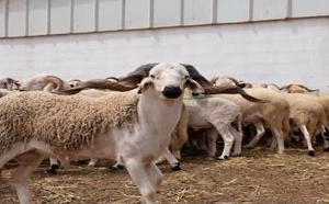 بشرى للمغاربة.. وفرة في القطيع ومؤشرات على استقرار أسعار أضاحي العيد