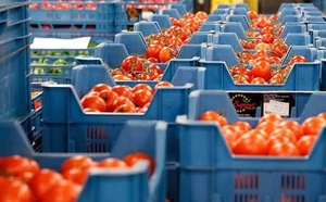 روسيا تتلف شحنة طماطم مغربية بسبب فيروس خطير يهدد المحاصيل