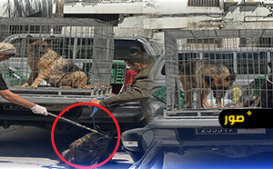 طنجة.. كلاب تهاجم مالكها وتُنهي حياته داخل منزله بحي الإسبانيول