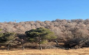 غابات الناظور تحتضر.. جفاف لسبع سنوات يغتال "رئة الإقليم" وسط صمت مطبق للمنتخبين والمسؤولين