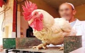 قبل عيد الأضحى.. 3 مؤشرات تنذر بارتفاع أسعار الدجاج في المغرب