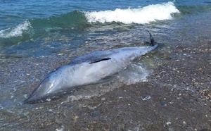 جنوح حوت نادر بسواحل الحسيمة يثير القلق ويعيد طرح تساؤلات بيئية