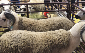 معرض مكناس يكشف ملامح أسوق الأضاحي قبيل العيد