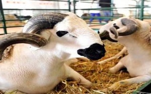 أسعار الأضاحي 2026.. تراجع طفيف لا يخفف ضغط الغلاء على الأسر