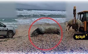 حادث غير مألوف بسواحل الناظور.. جثة عجل تلفظها أمواج أركمان