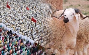 مع اقتراب عيد الأضحى.. إجراءات مشددة لحماية الأضاحي وضمان سلامتها