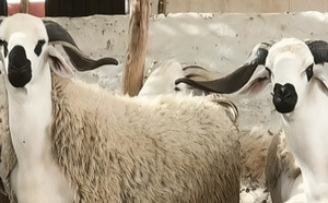 قبل أقل من شهر على عيد الأضحى.. سوق زايو يسجل ضعفاً في الإقبال وانخفاضاً محدوداً في أسعار الماشية