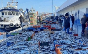 موانئ المغرب تواجه غضب الصيادين… والناظور يحافظ على نشاطه