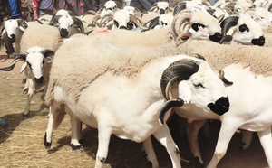 انتظار وترقب يطبعان أسواق الأضاحي قبيل عيد الأضحى