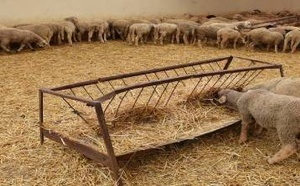 غرامات ومصادرة.. تفاصيل عن قرارات جديدة قبل عيد الأضحى