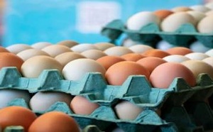 أسعار البيض تتراجع بشكل لافت قبل الصيف.. ومهني يوضح