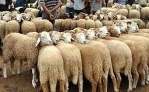 توجه نحو تمديد عطلة عيد الأضحى وصرف الأجور مبكرا لتخفيف الضغط على المواطنين