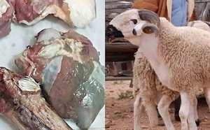 نصائح “أونسا” للمغاربة لتجنب فساد أضاحي العيد في ظل ارتفاع الحرارة