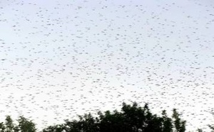 بعد ظهور أسراب الحشرات بعدة مدن.. خبراء يفسرون الظاهرة التي أثارت انتباه المغاربة