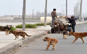 قانون الحيوانات الضالة يجتاز مجلس النواب.. ما الذي سيتغير خلال السنتين المقبلتين؟